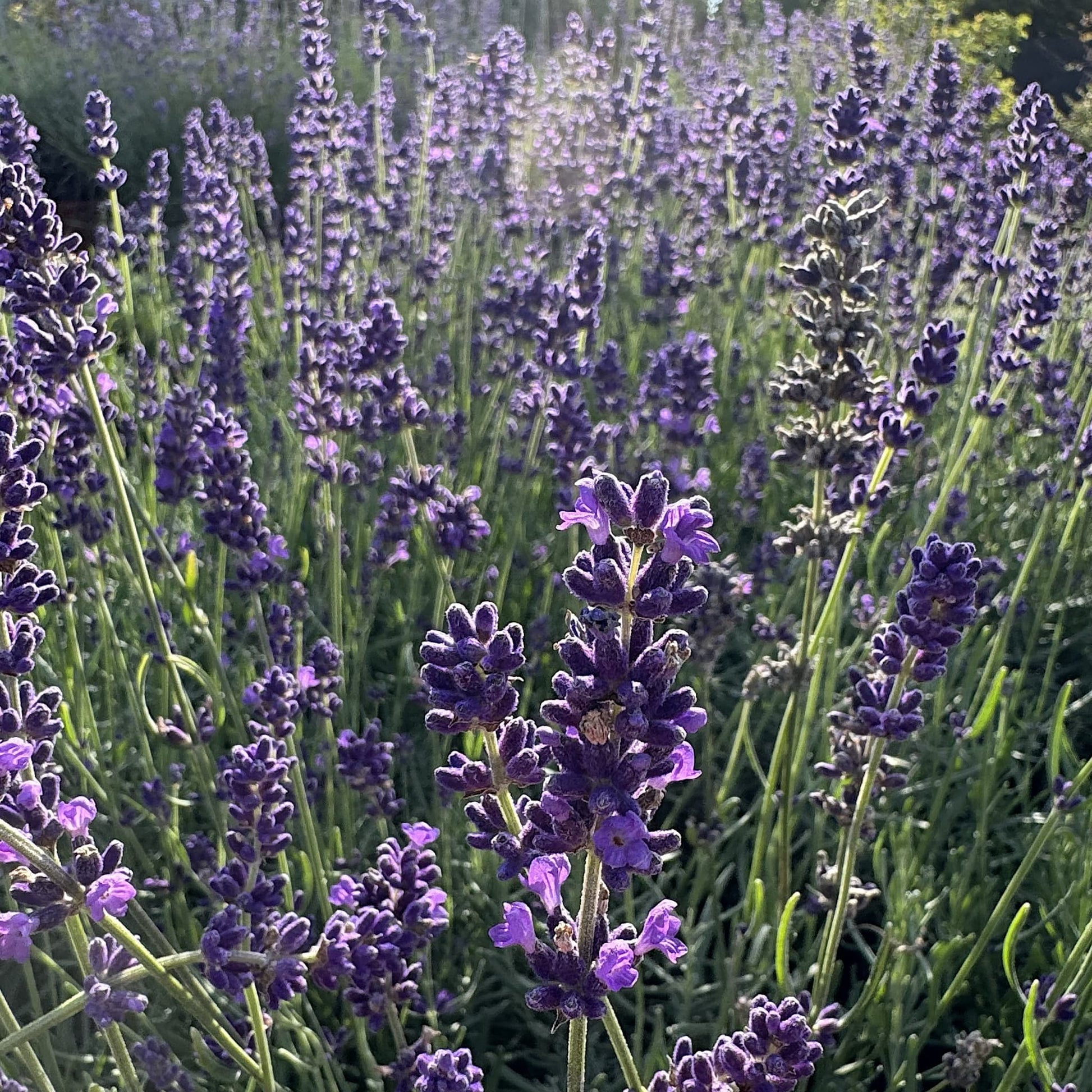 Lavandula 'Hidcote'