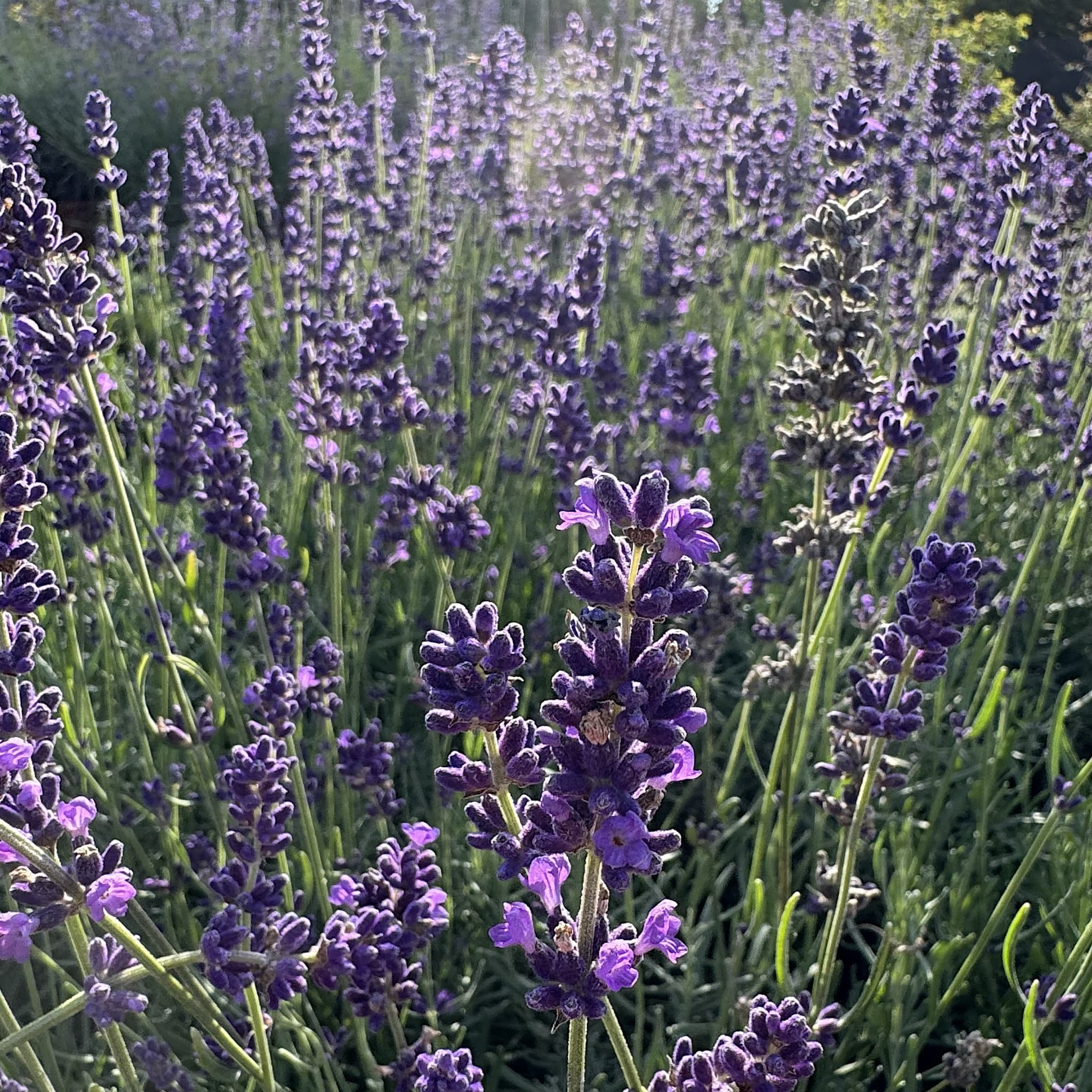 Lavandula 'Hidcote'