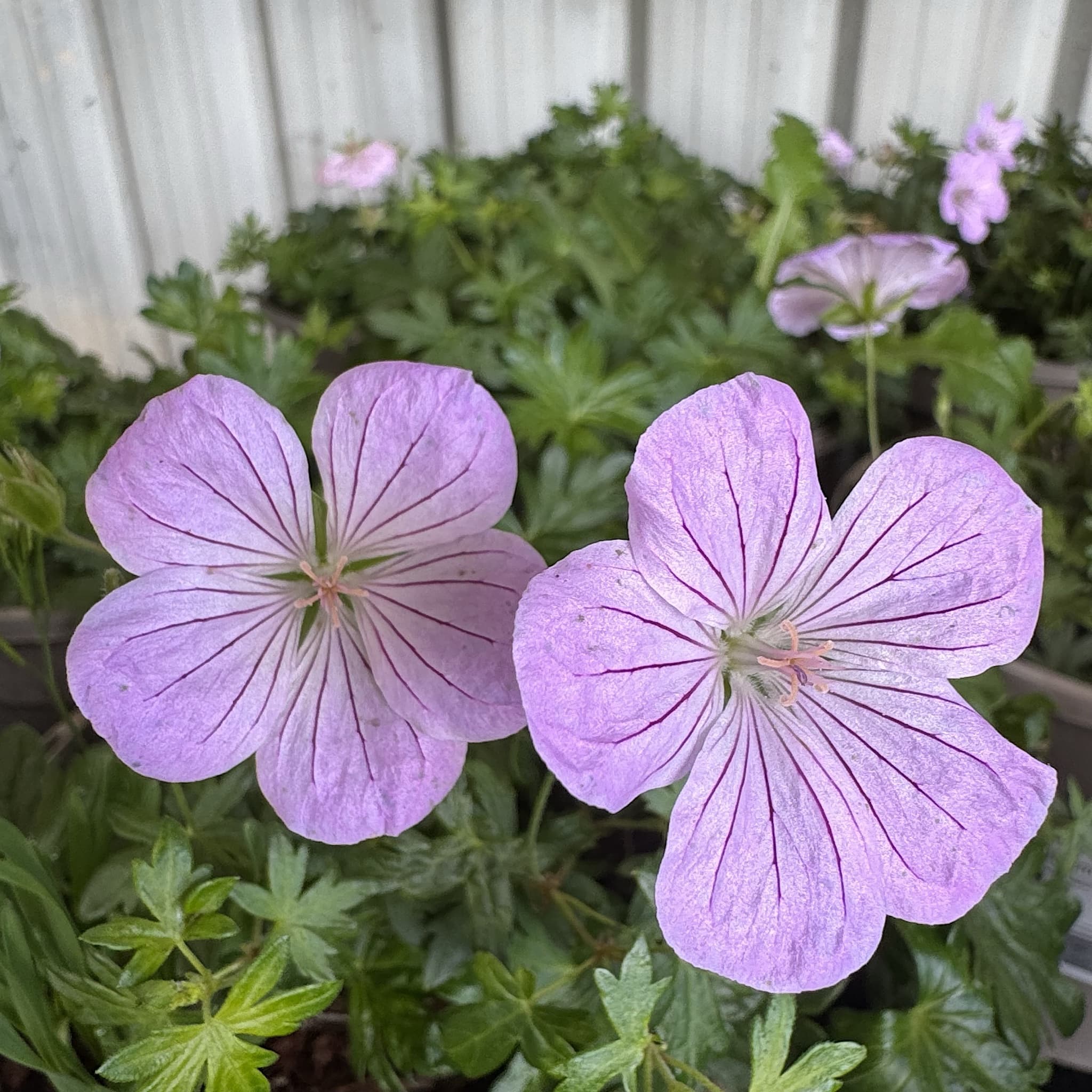 Geranium 'Frivolius Pink'