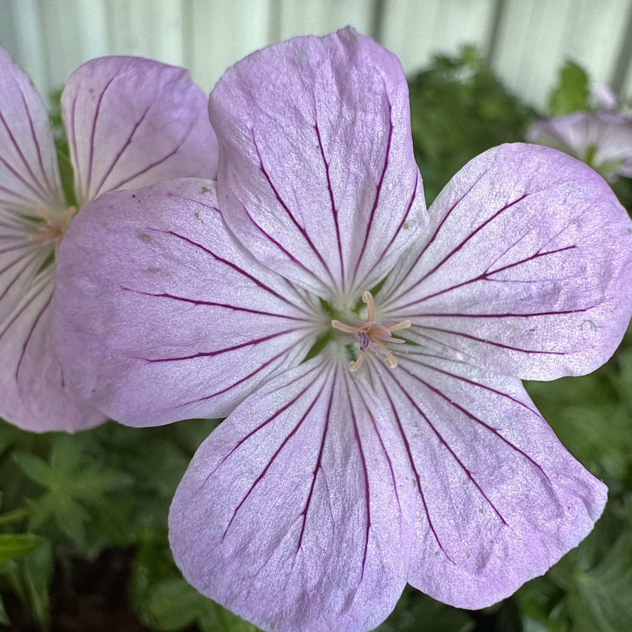 Geranium 'Frivolius Pink'