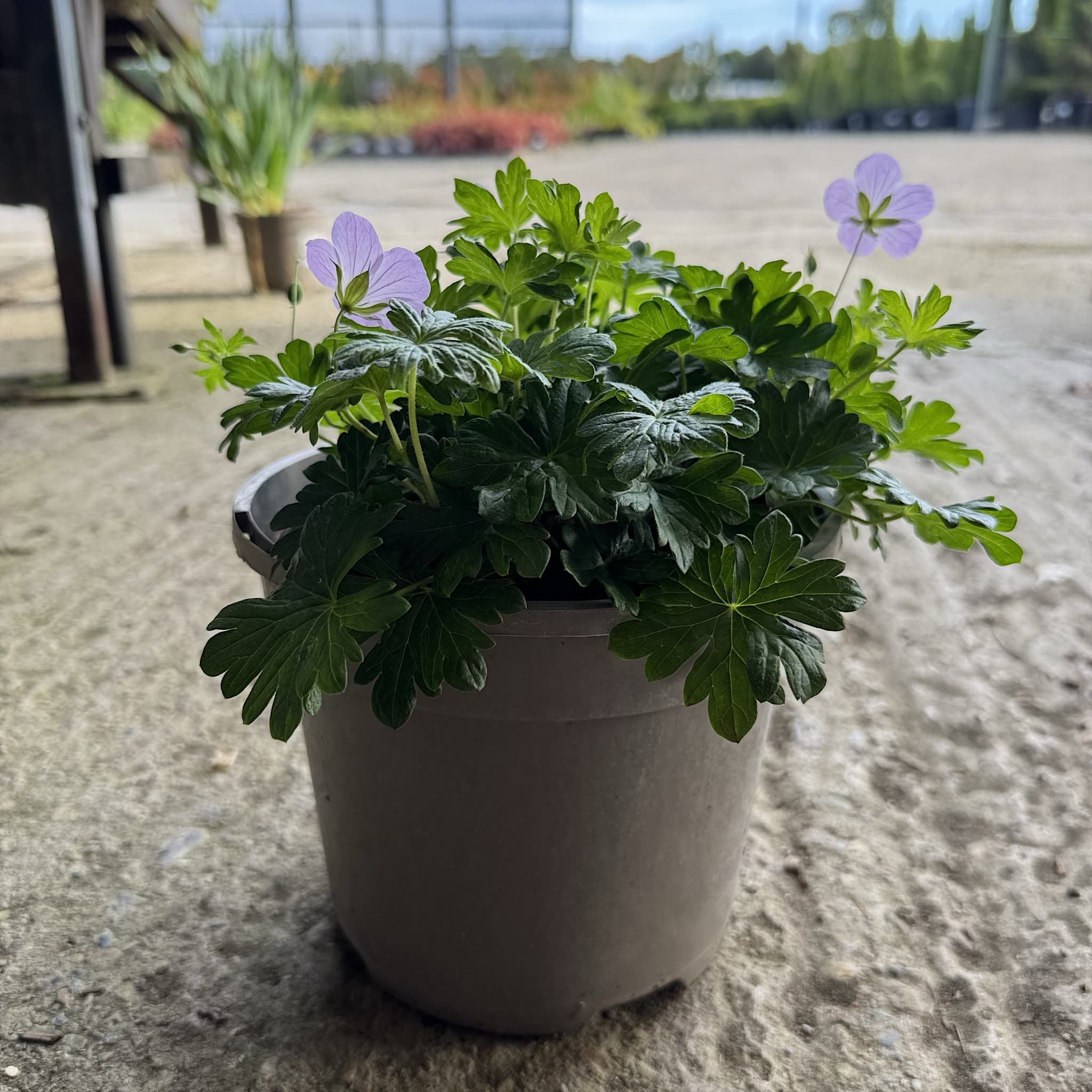 Geranium 'Frivolius Pink'