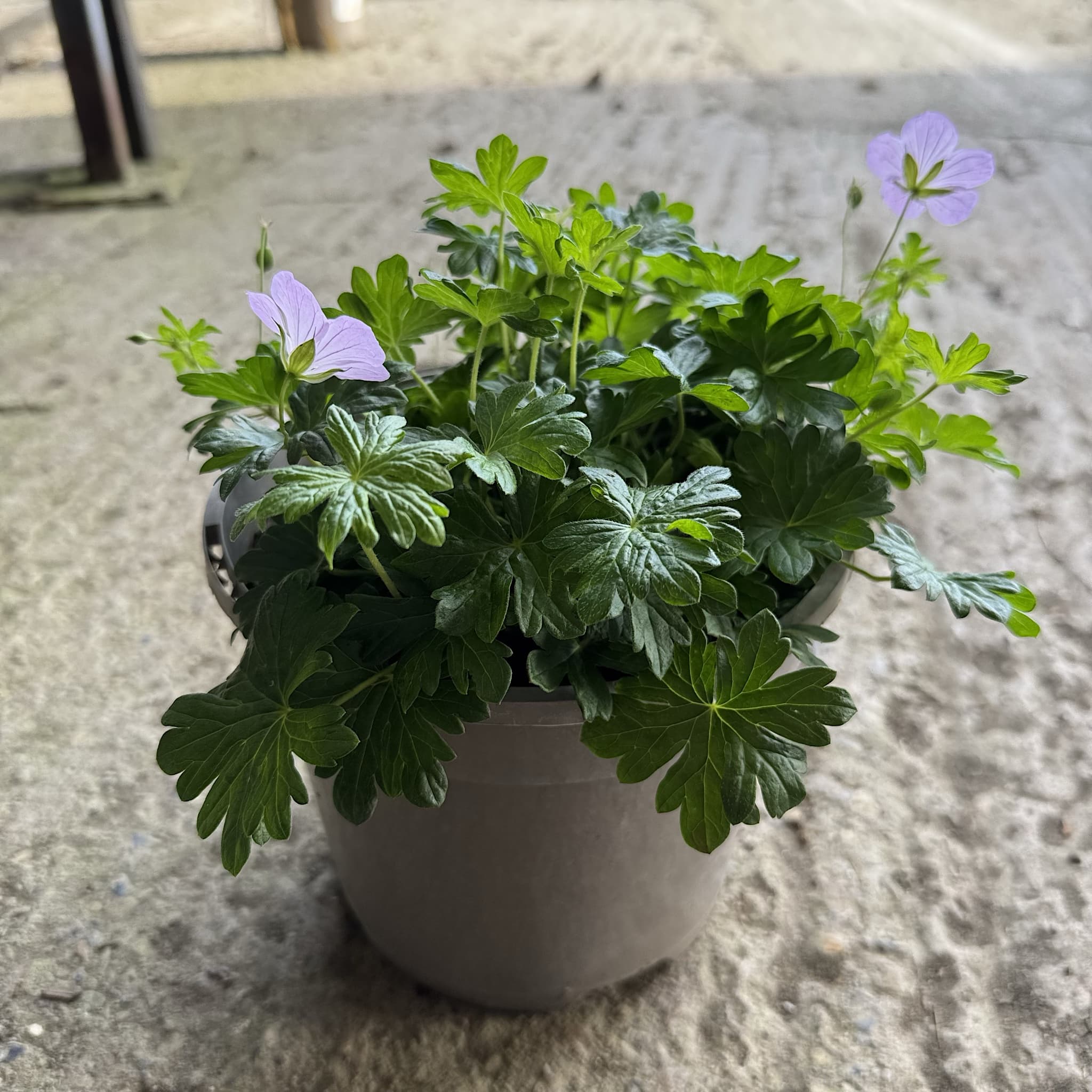 Geranium 'Frivolius Pink'