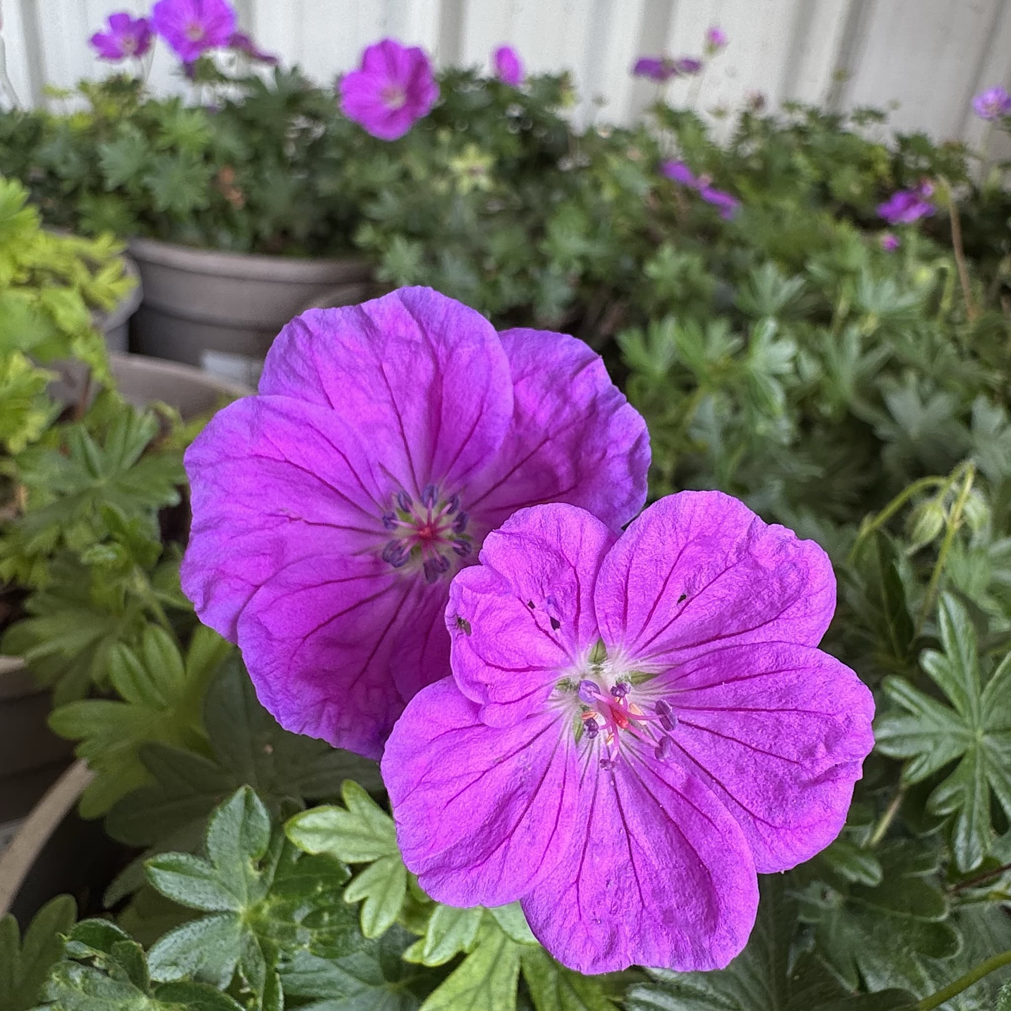 Geranium 'Frivolius Purple'