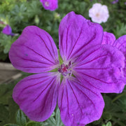 Geranium 'Frivolius Purple'