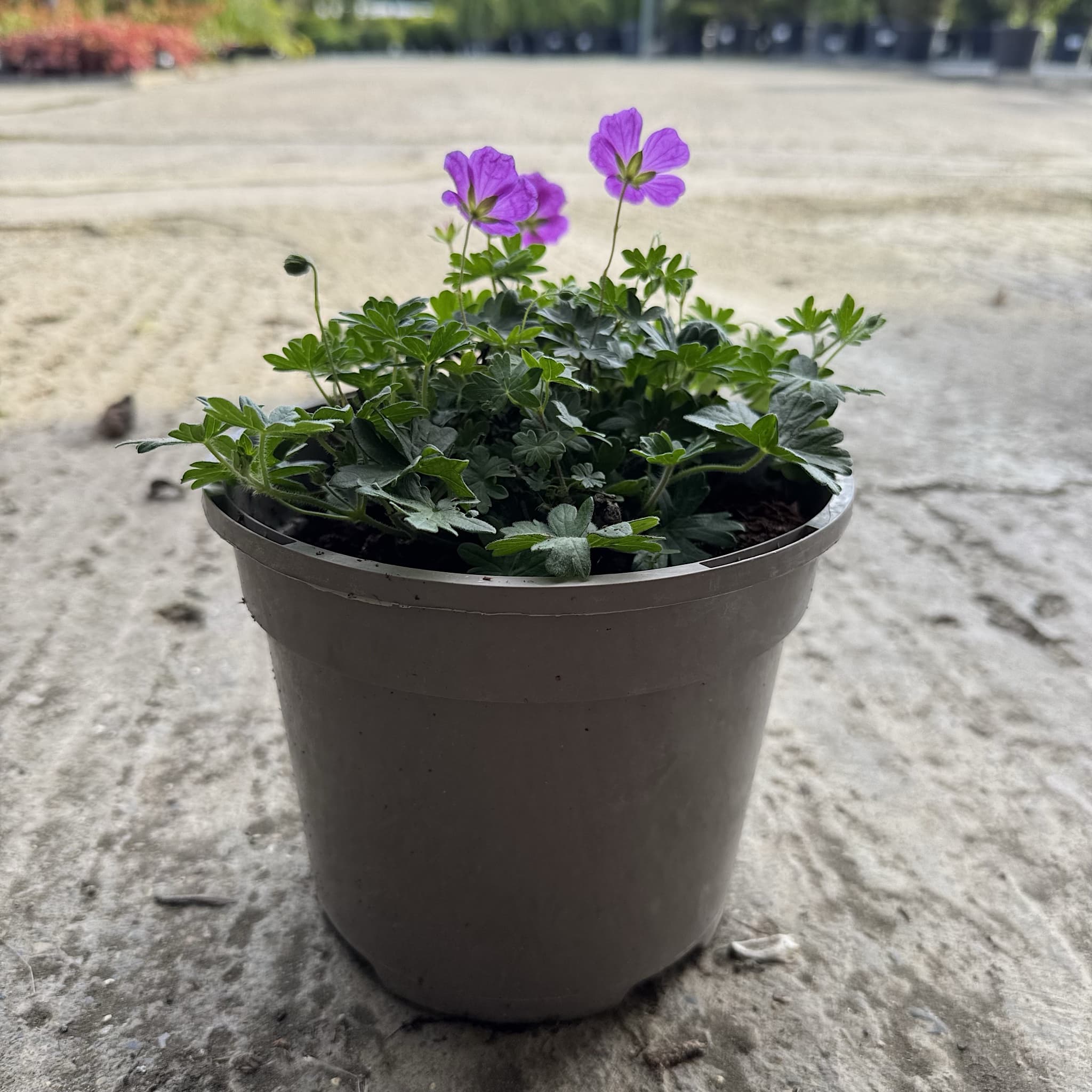 Geranium 'Frivolius Purple'