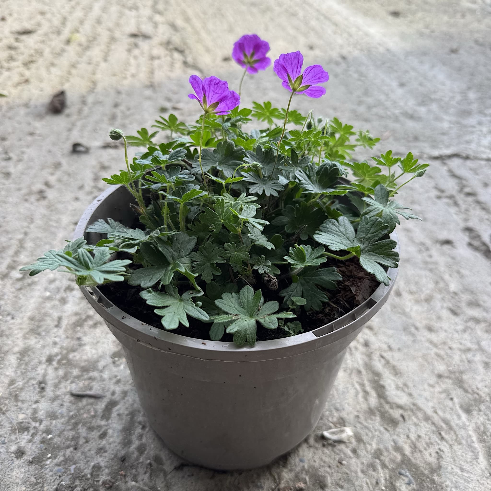 Geranium 'Frivolius Purple'