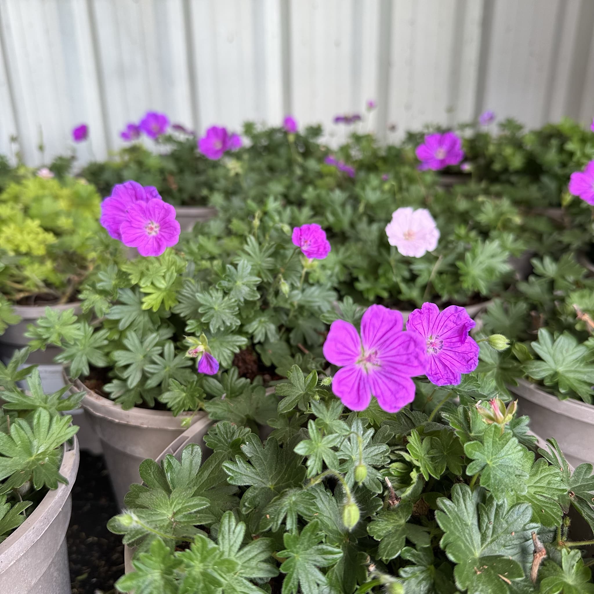 Geranium 'Frivolius Purple'