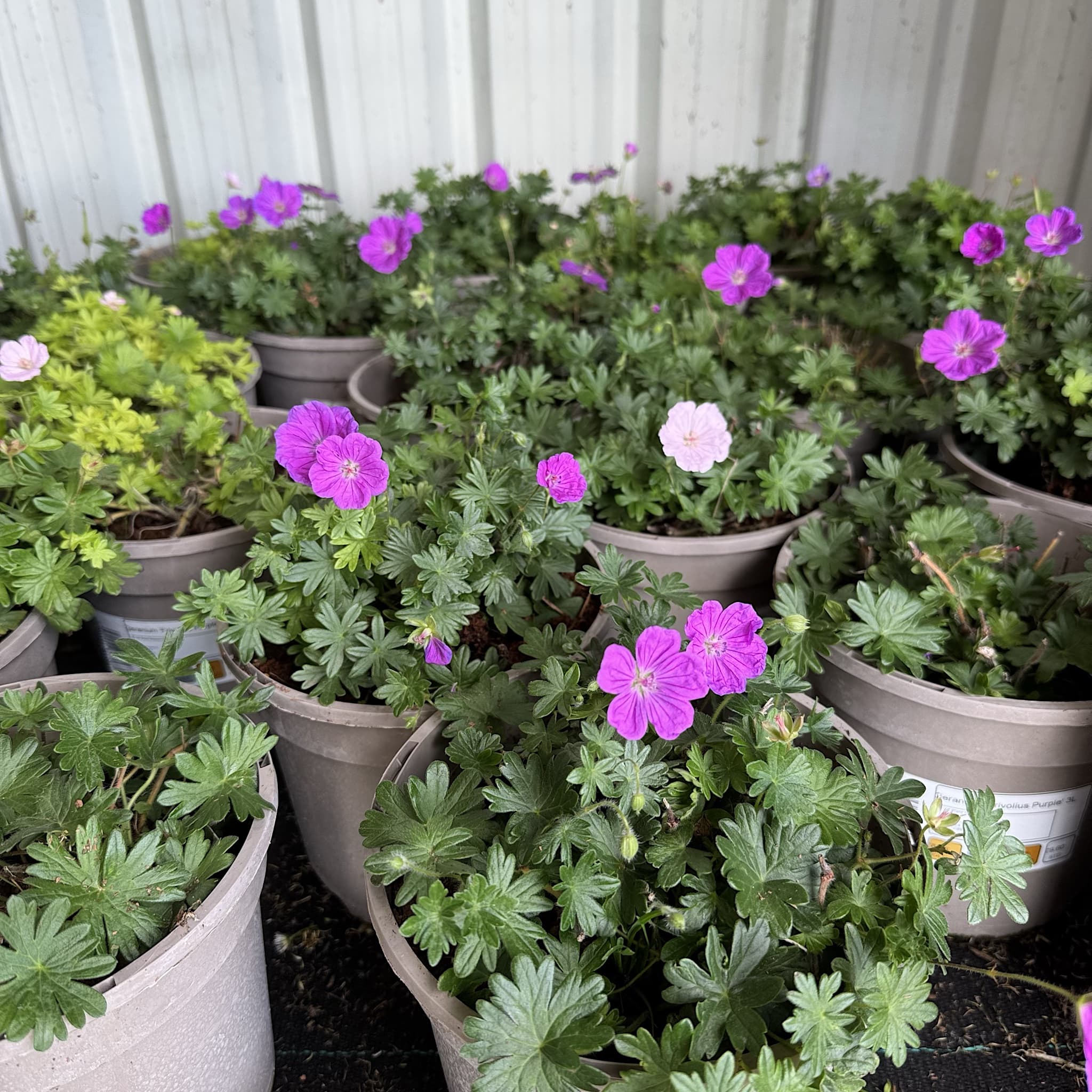 Geranium 'Frivolius Purple'