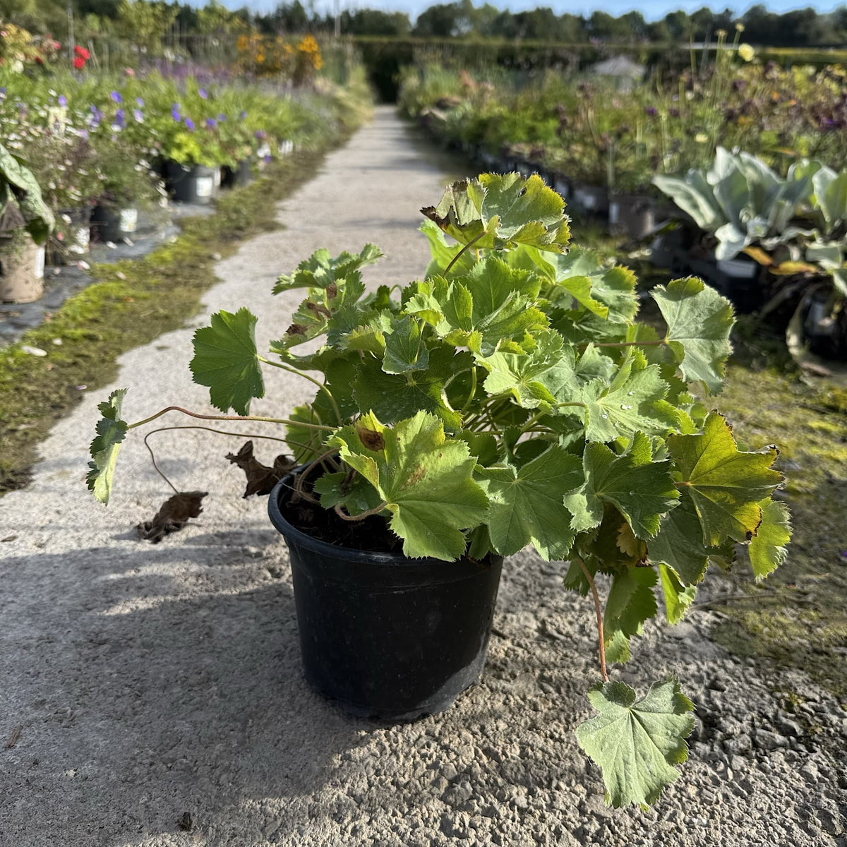 Alchemilla mollis