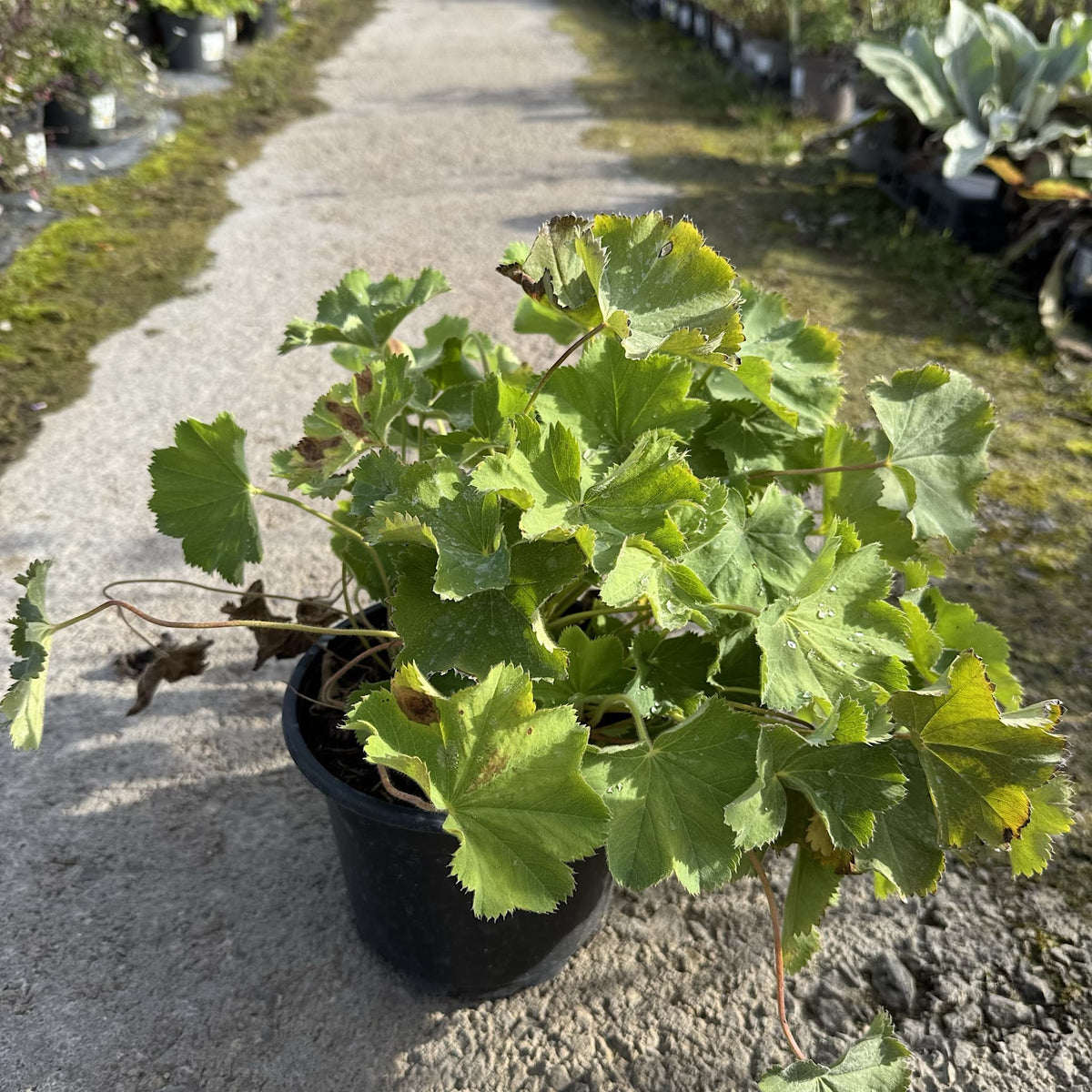 Alchemilla mollis