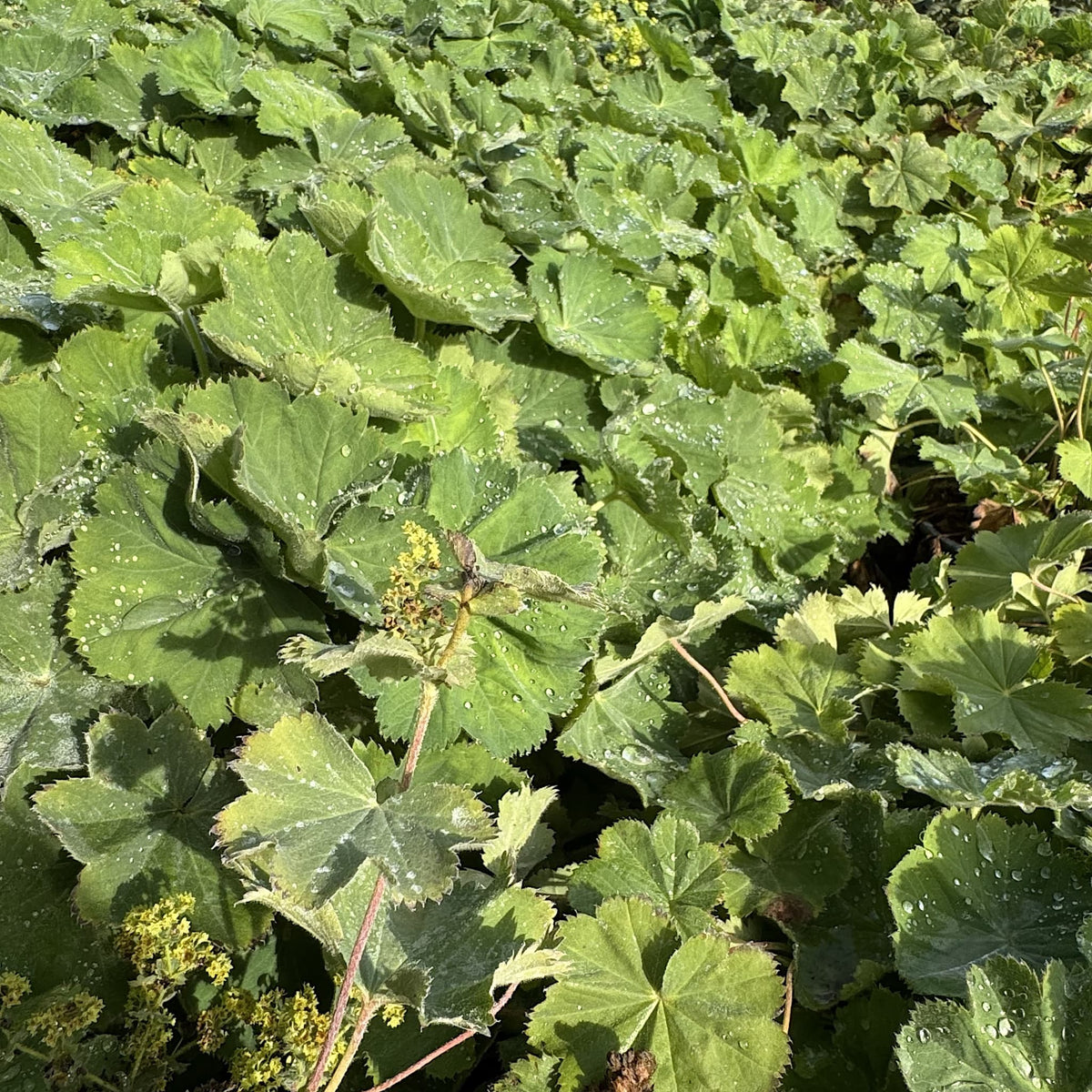 Alchemilla mollis