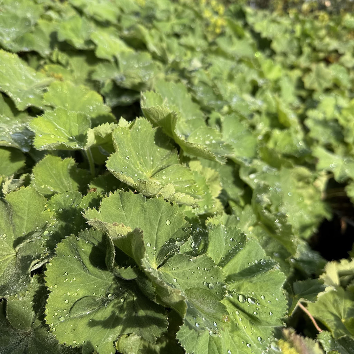 Alchemilla mollis