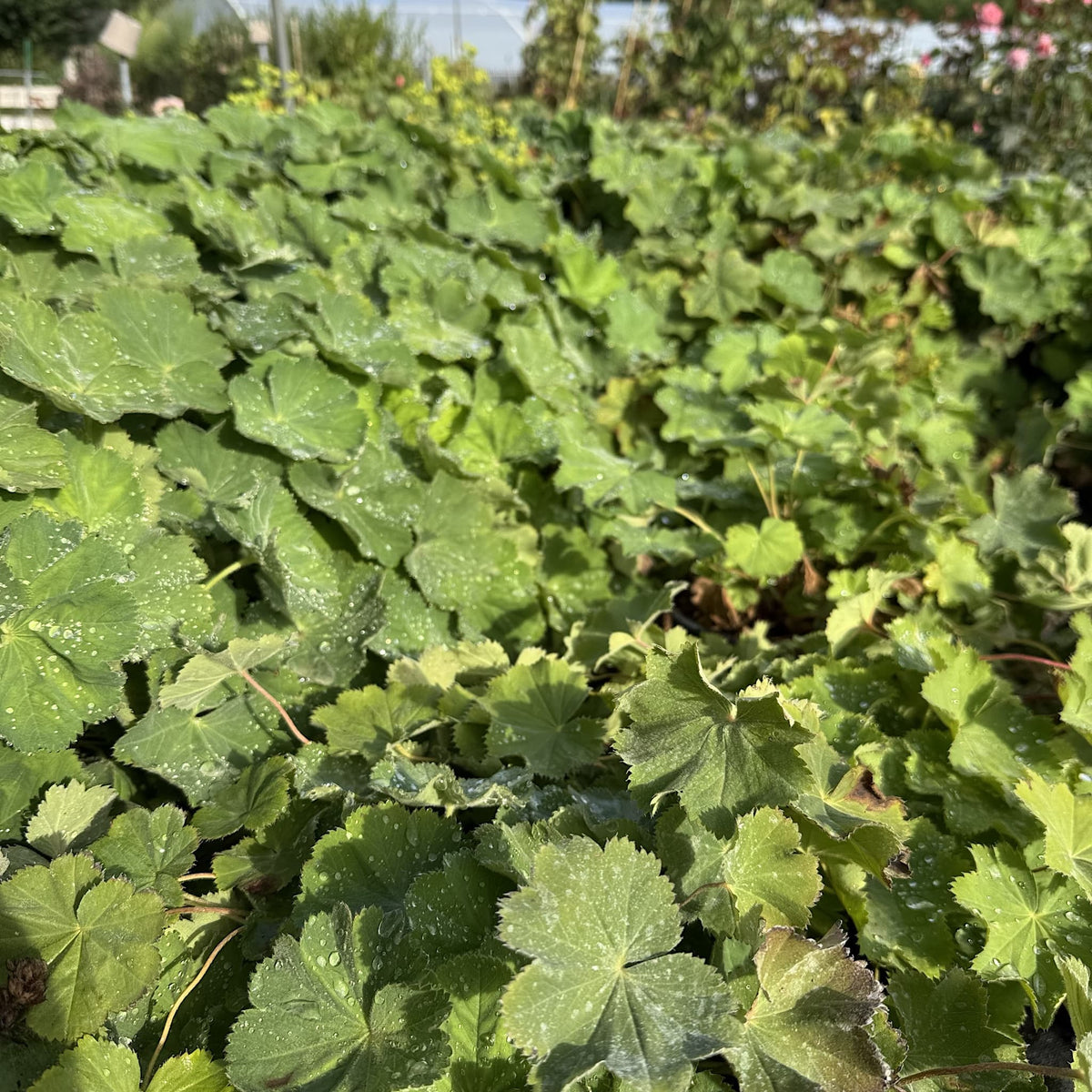 Alchemilla mollis