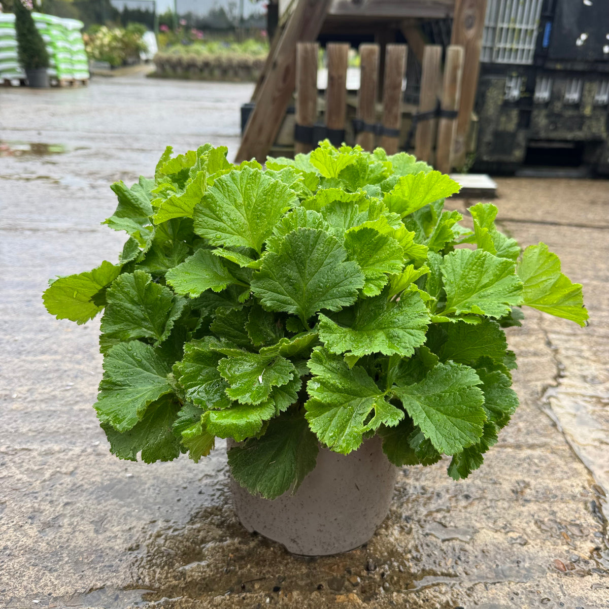 Geum 'Dwarf Yellow'