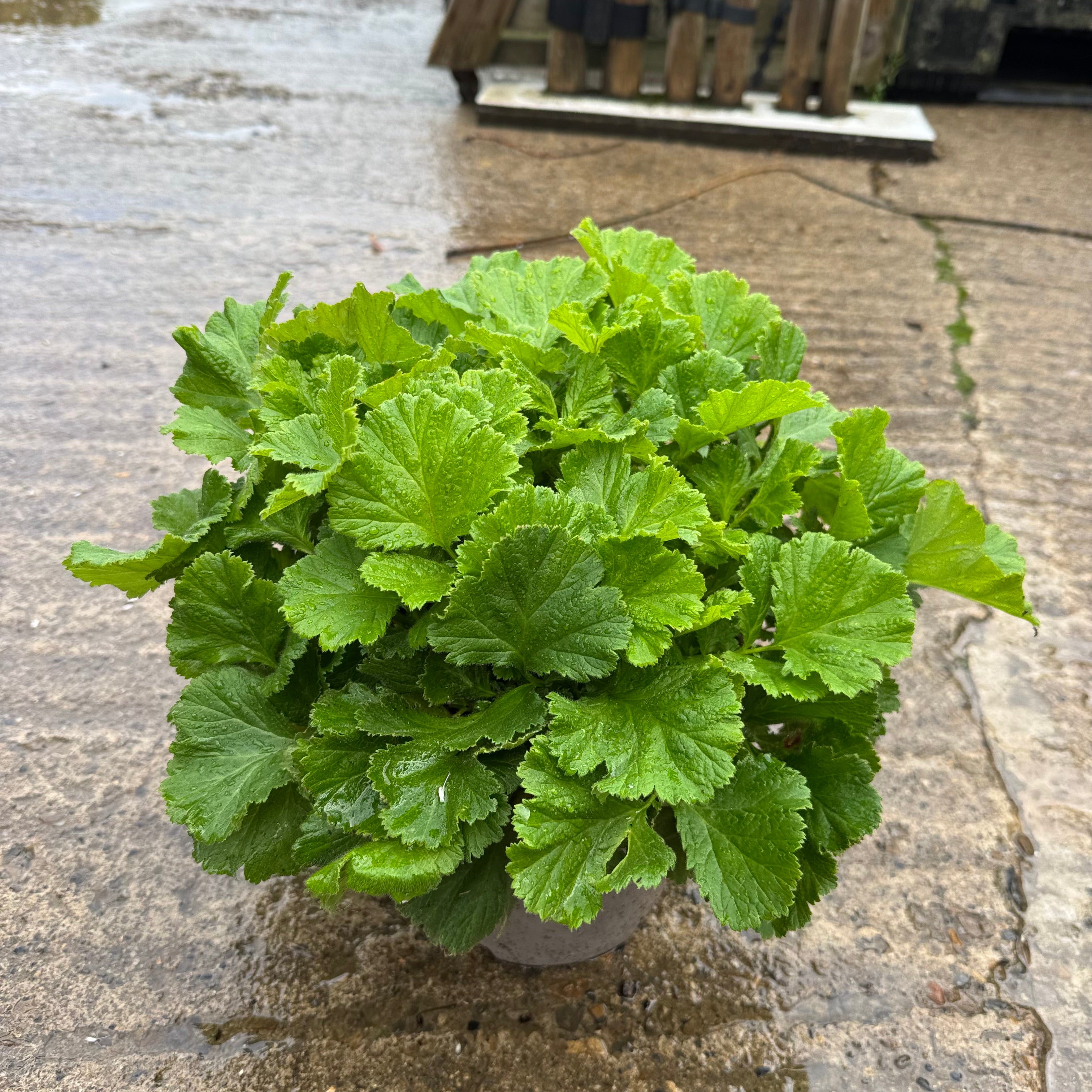 Geum 'Dwarf Yellow'