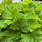 Geum 'Dwarf Yellow'