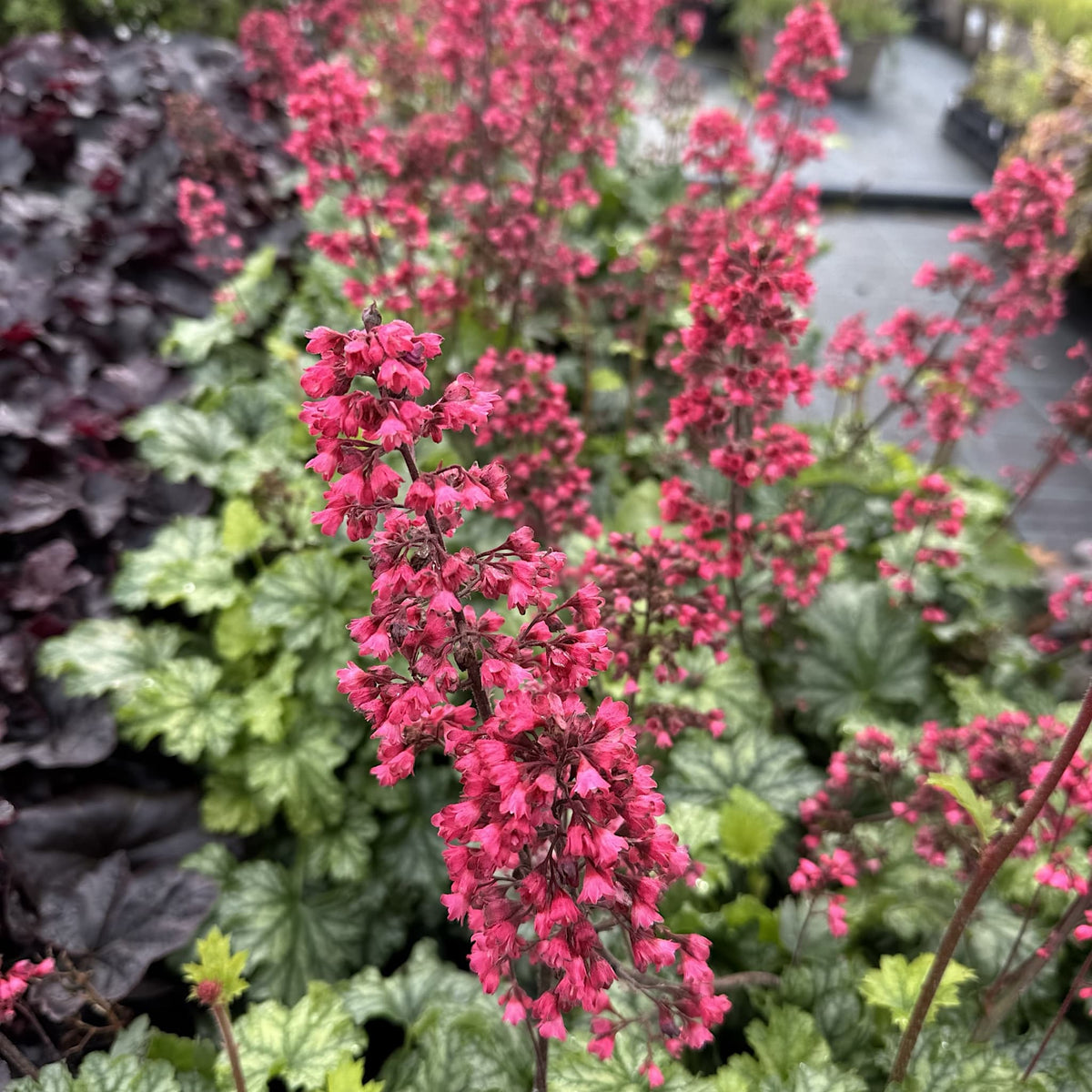 Heuchera 'Paris'