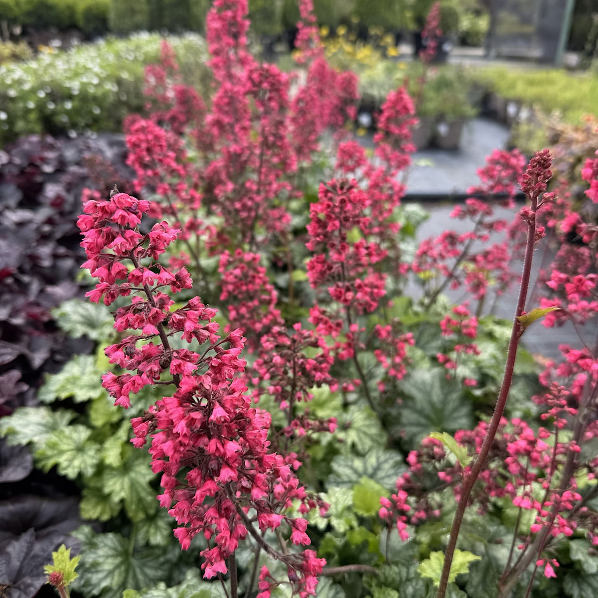 Heuchera 'Paris'