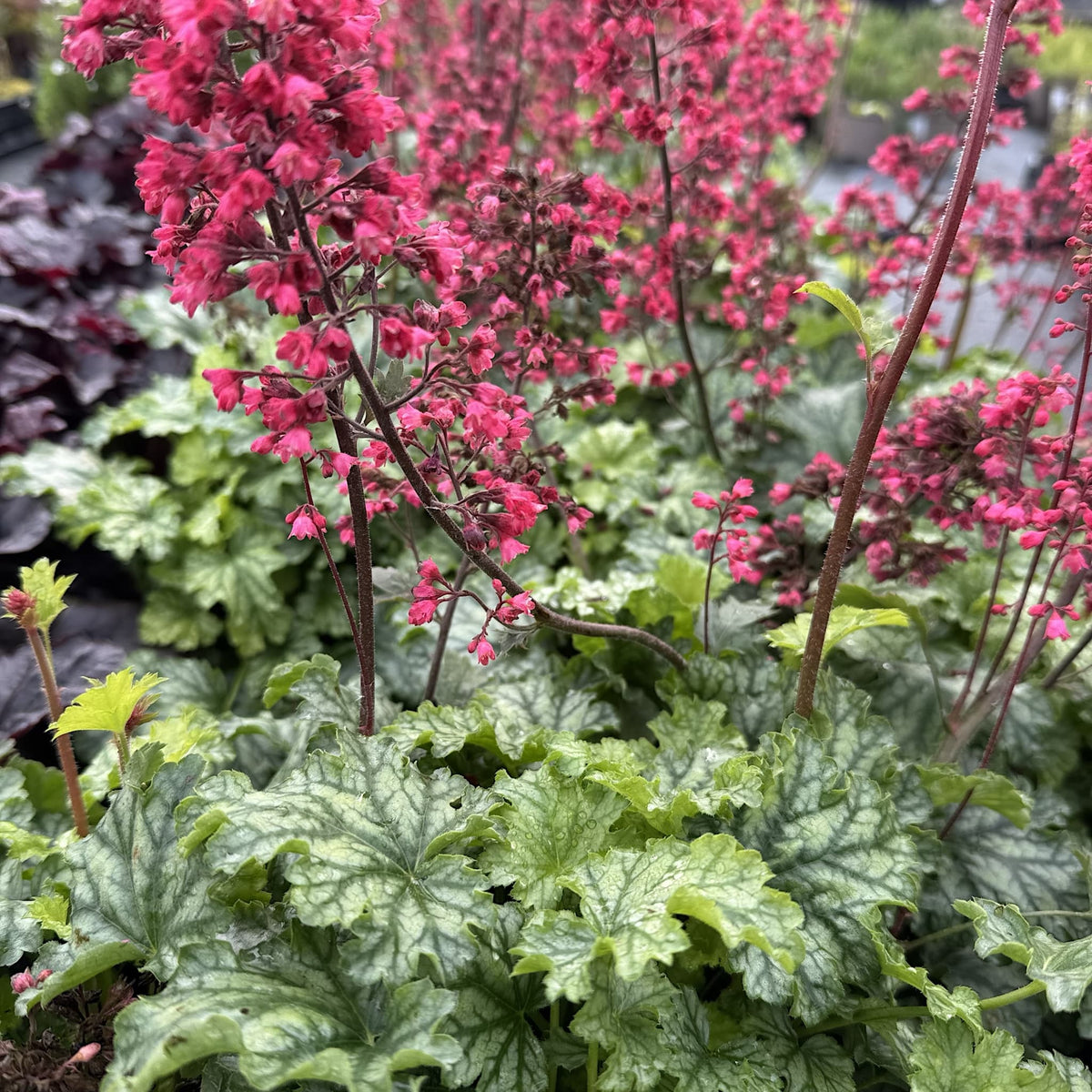 Heuchera 'Paris'