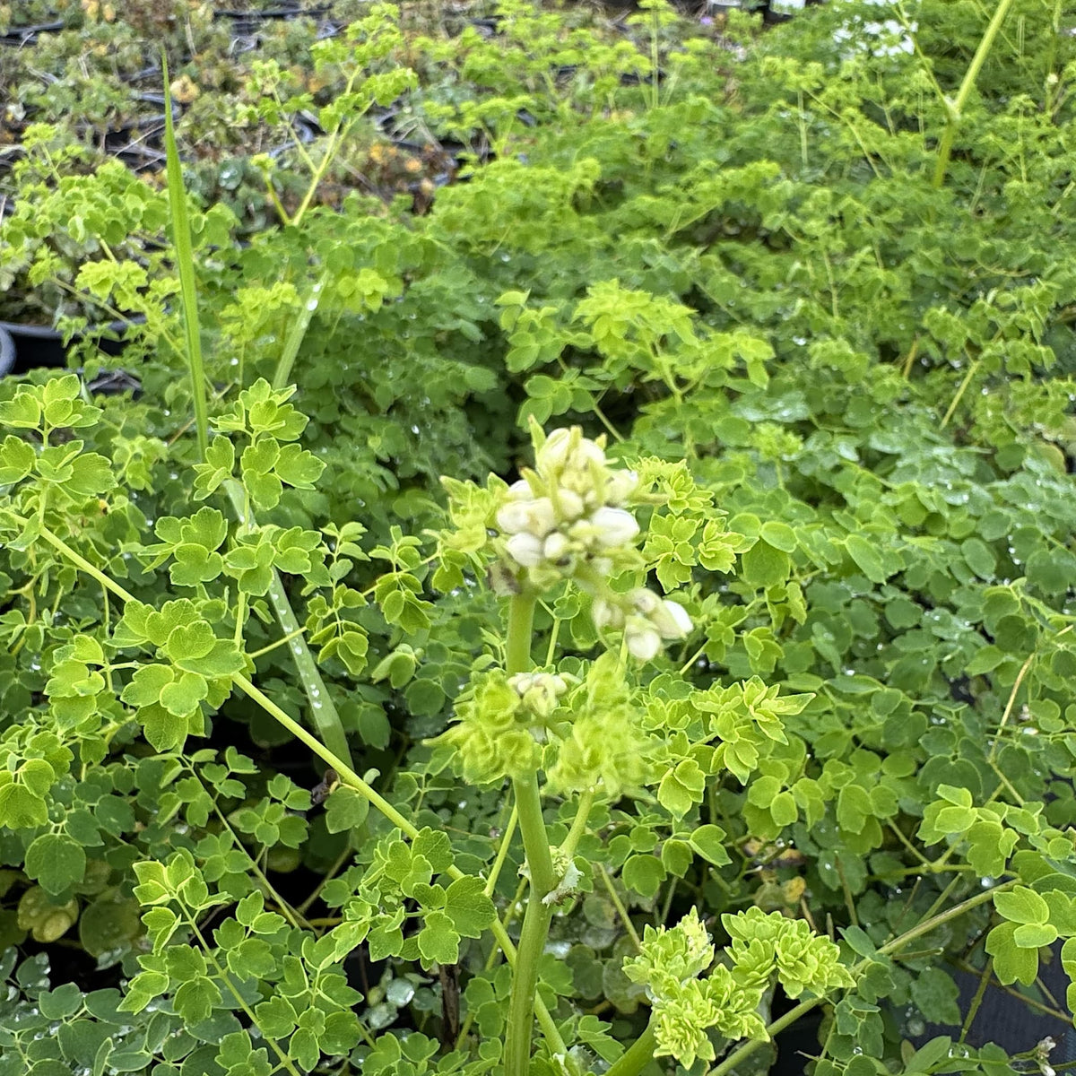 Thalictrum 'Splendide White'