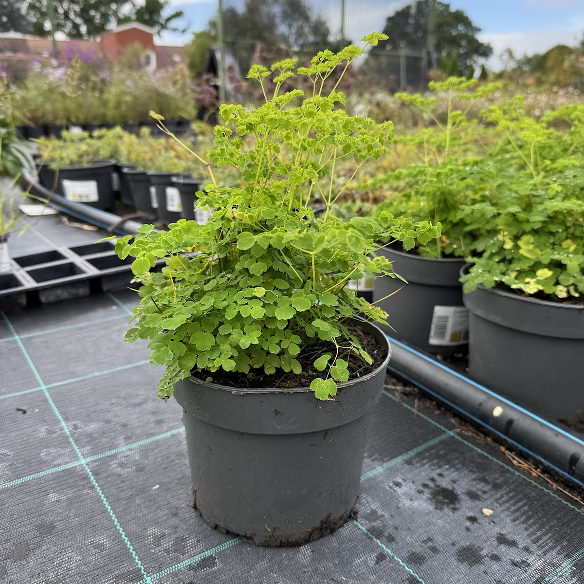 Thalictrum 'Splendide White'