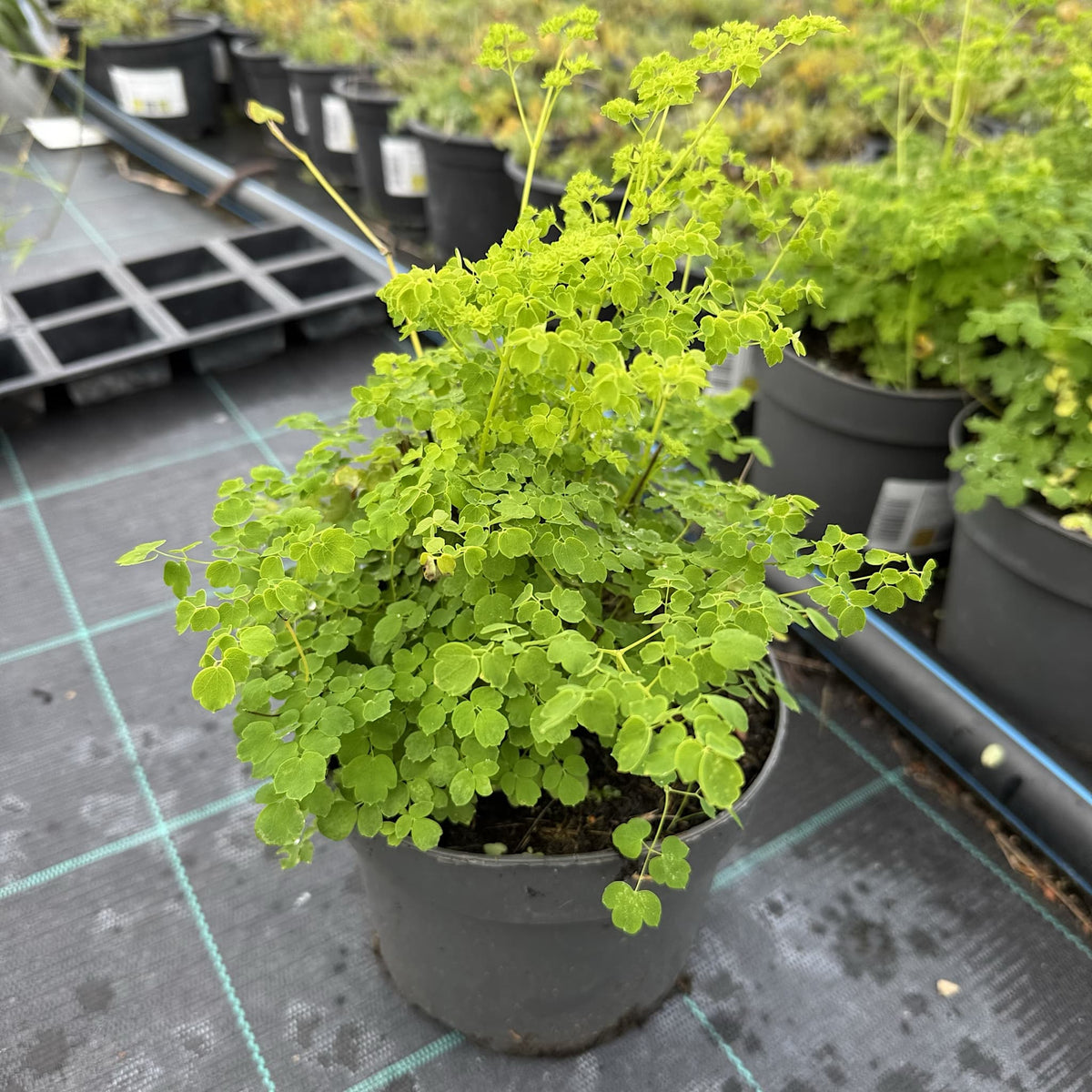 Thalictrum 'Splendide White'