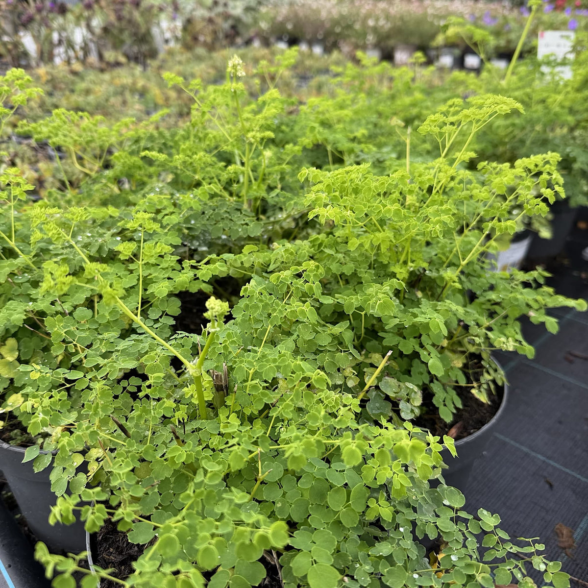 Thalictrum 'Splendide White'