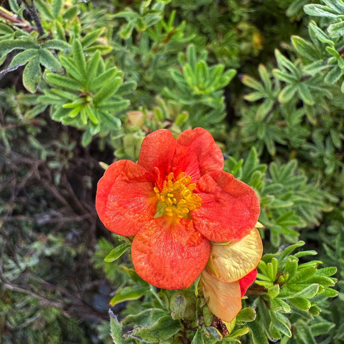 Potentilla frut. 'Red Ace'