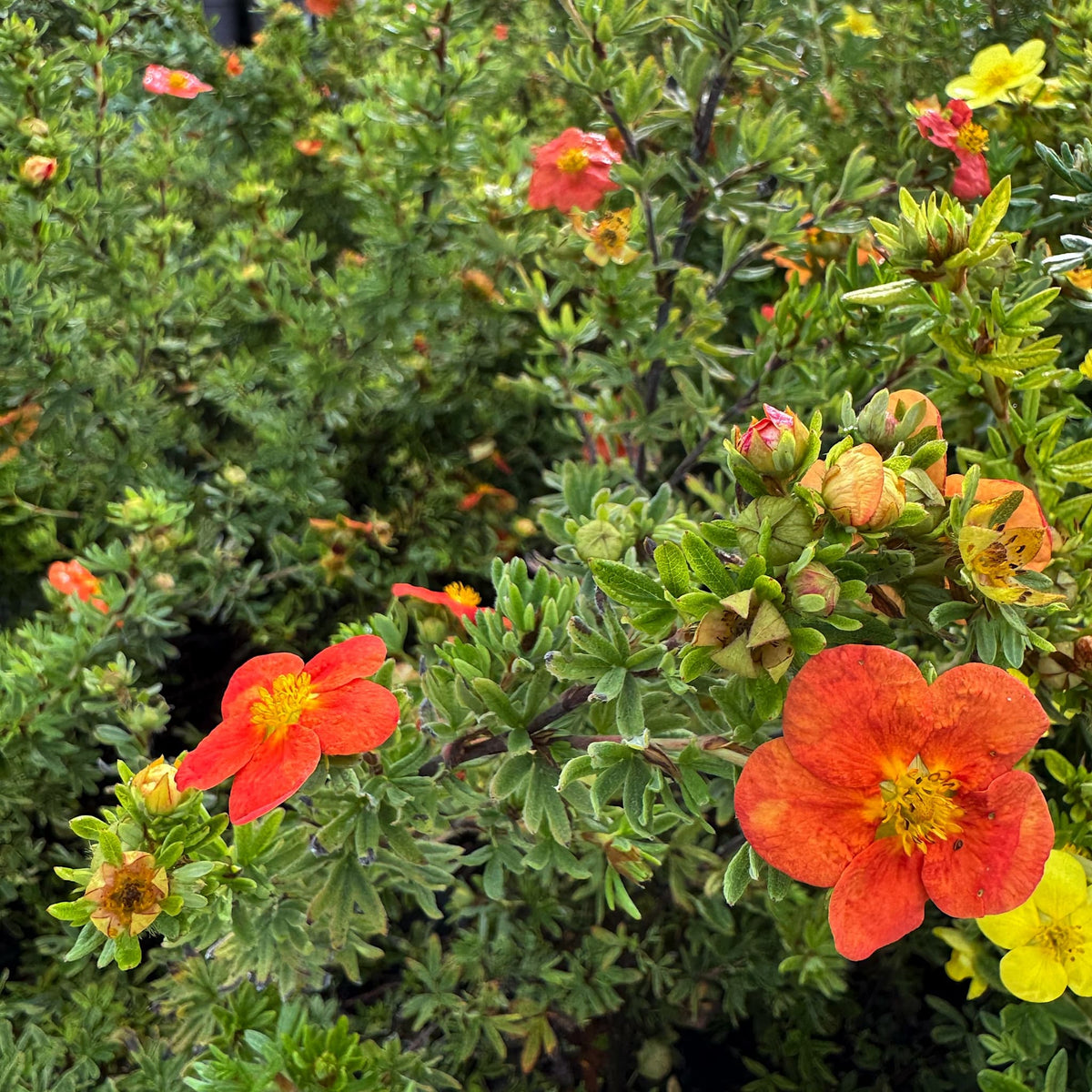 Potentilla frut. 'Red Ace'