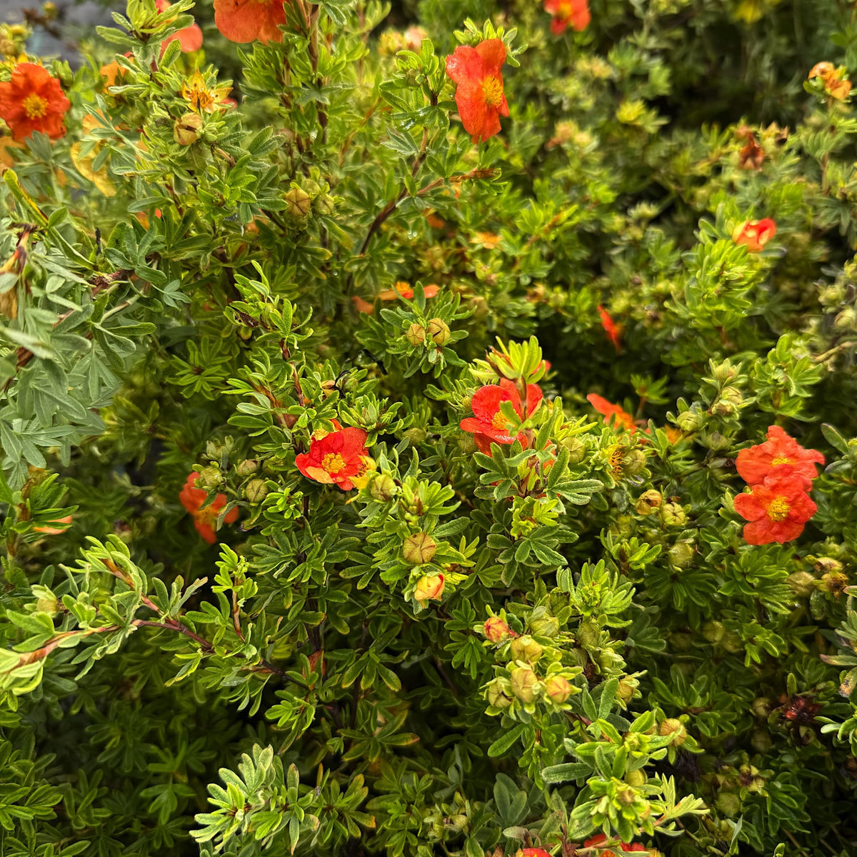 Potentilla frut. 'Red Ace'