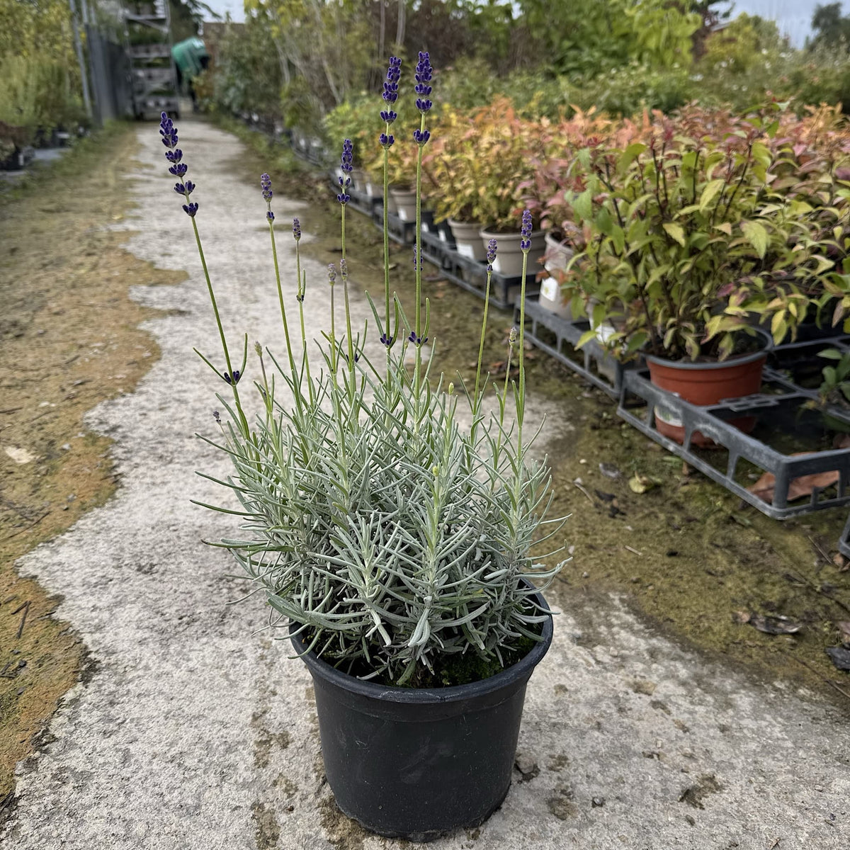 Lavandula angustifolia 'Havana Dark'