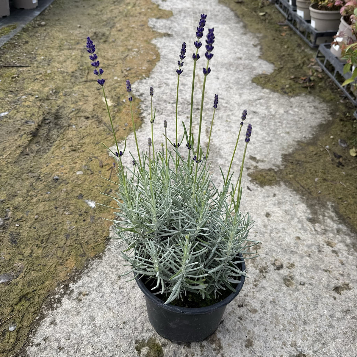 Lavandula angustifolia 'Havana Dark'