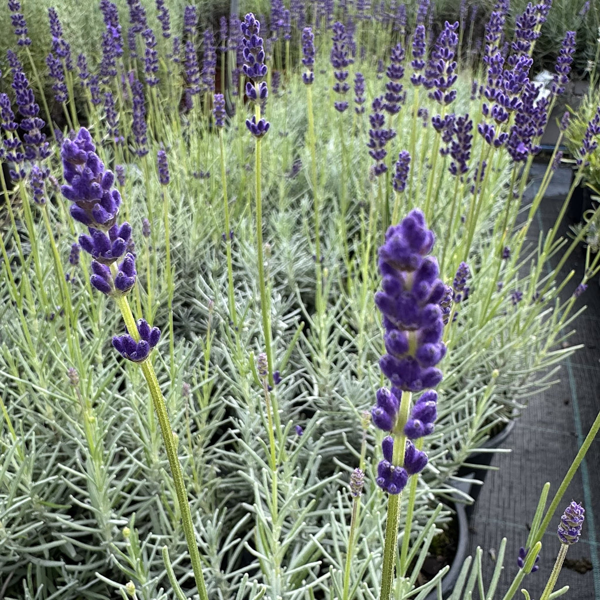 Lavandula angustifolia 'Havana Dark'