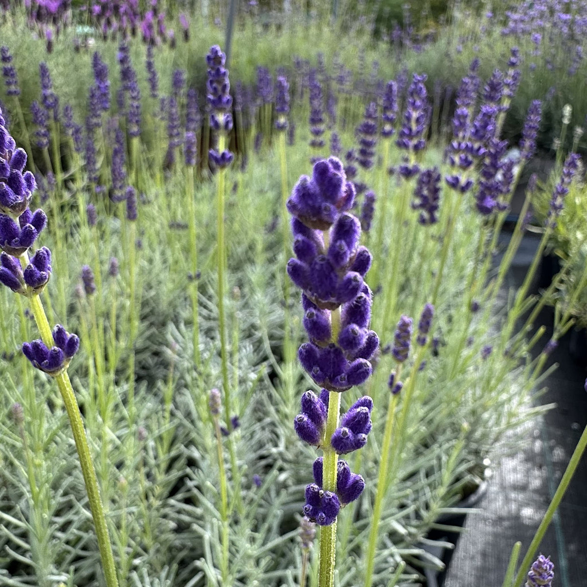 Lavandula angustifolia 'Havana Dark'