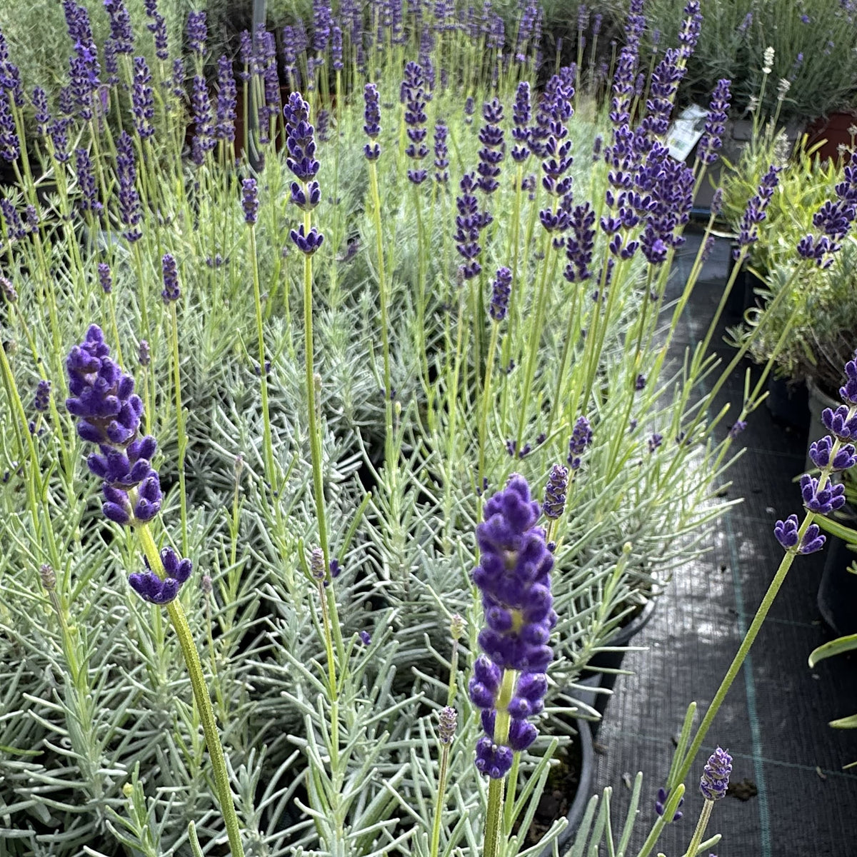 Lavandula angustifolia 'Havana Dark'