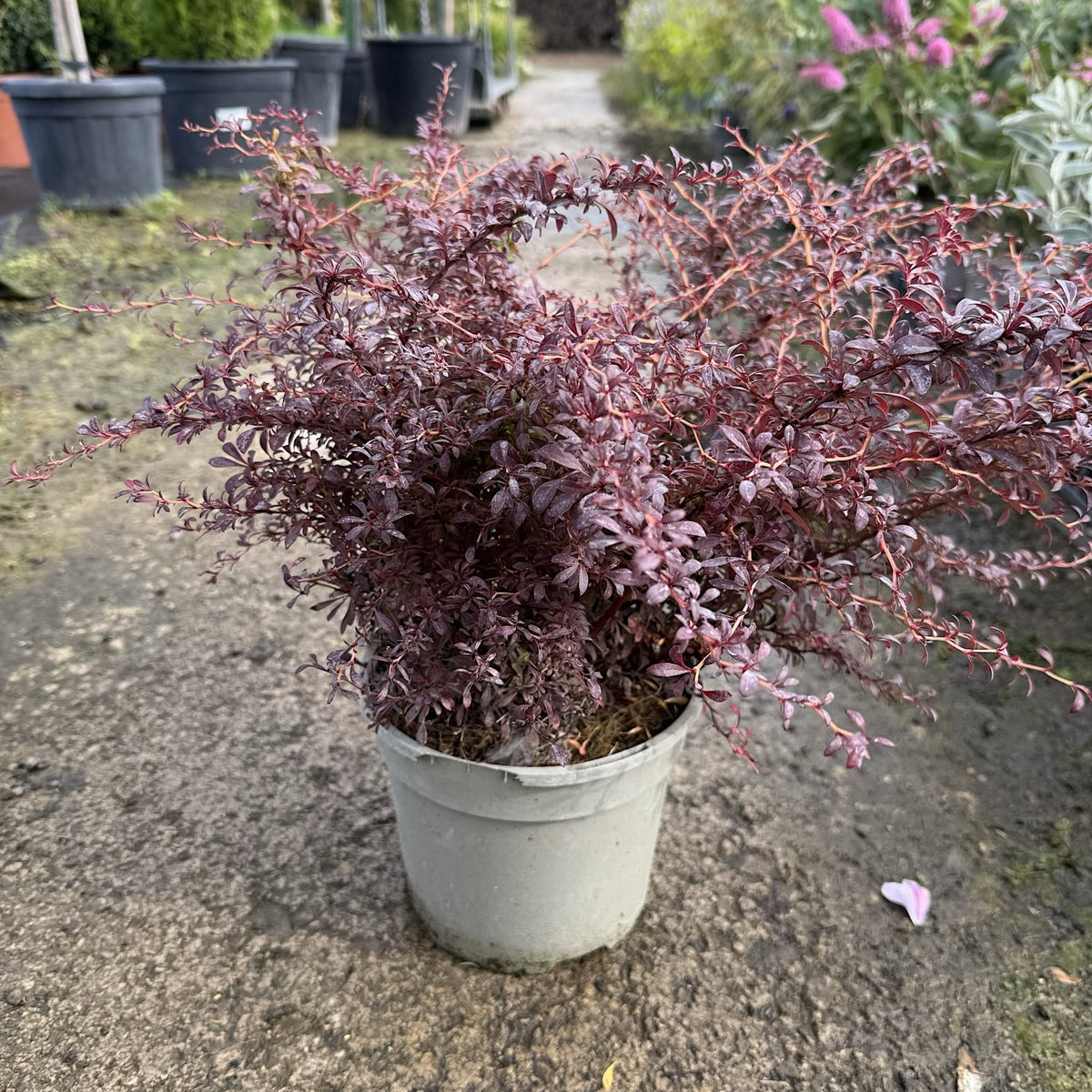 Berberis thunb. 'Orange Dream'