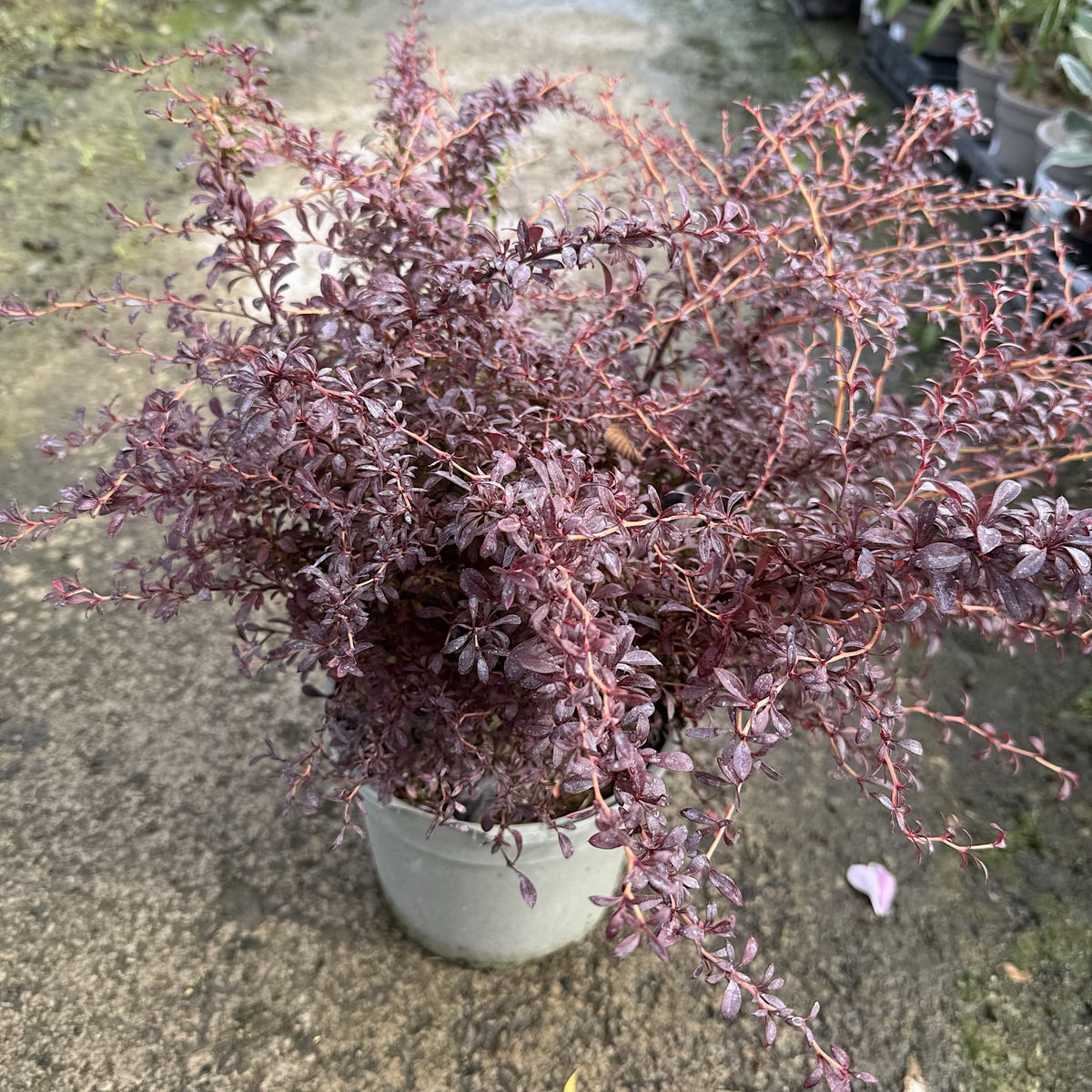 Berberis thunb. 'Orange Dream'