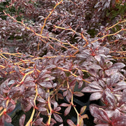 Berberis thunb. 'Orange Dream'