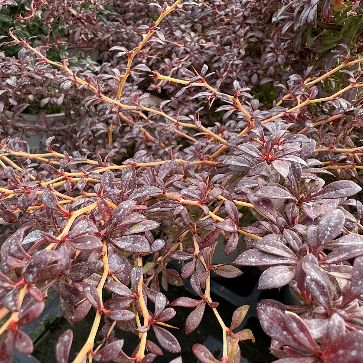Berberis thunb. 'Orange Dream'