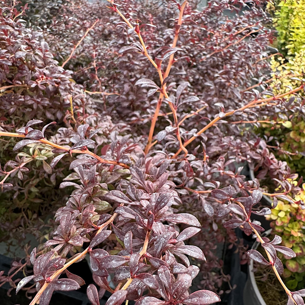 Berberis thunb. 'Orange Dream'