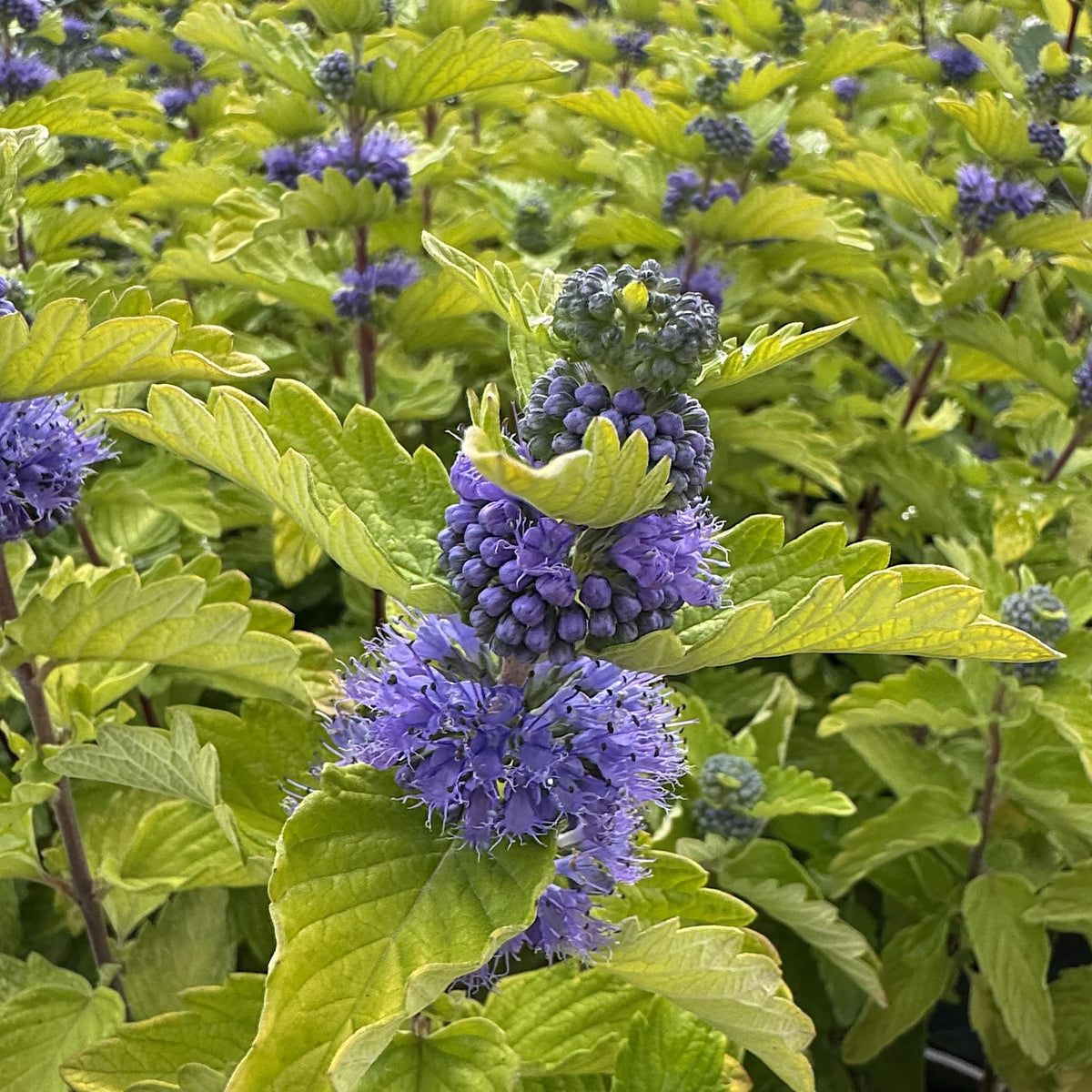 Caryopteris cland. 'Good As Gold'