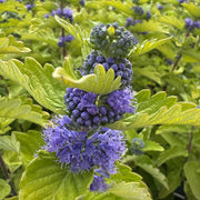 Caryopteris cland. 'Good As Gold'