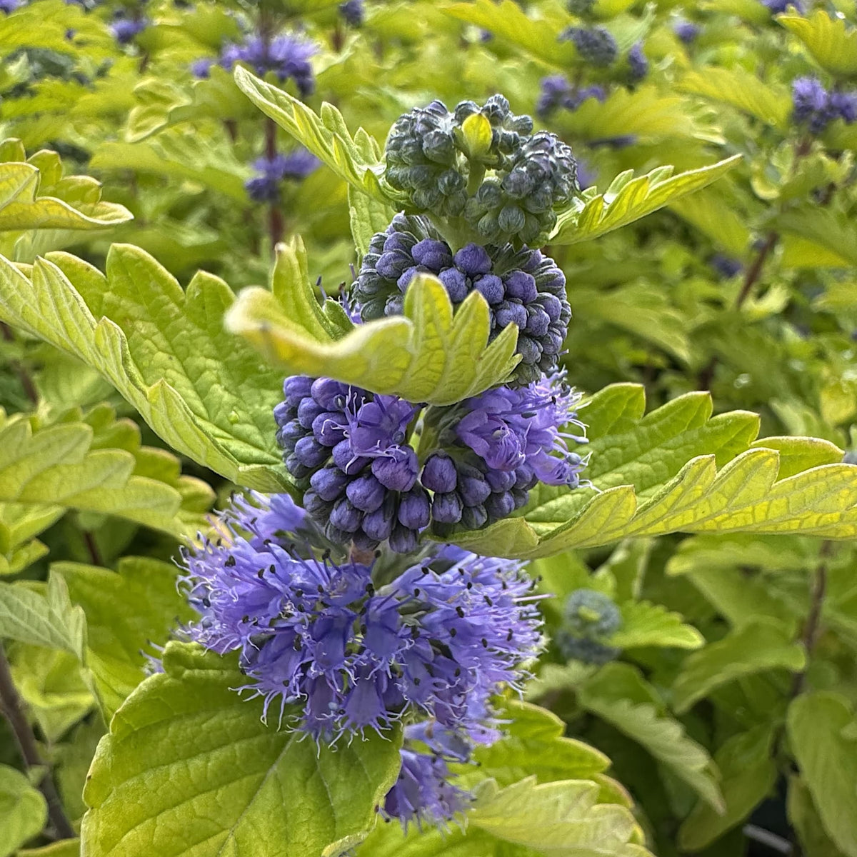 Caryopteris cland. 'Good As Gold'