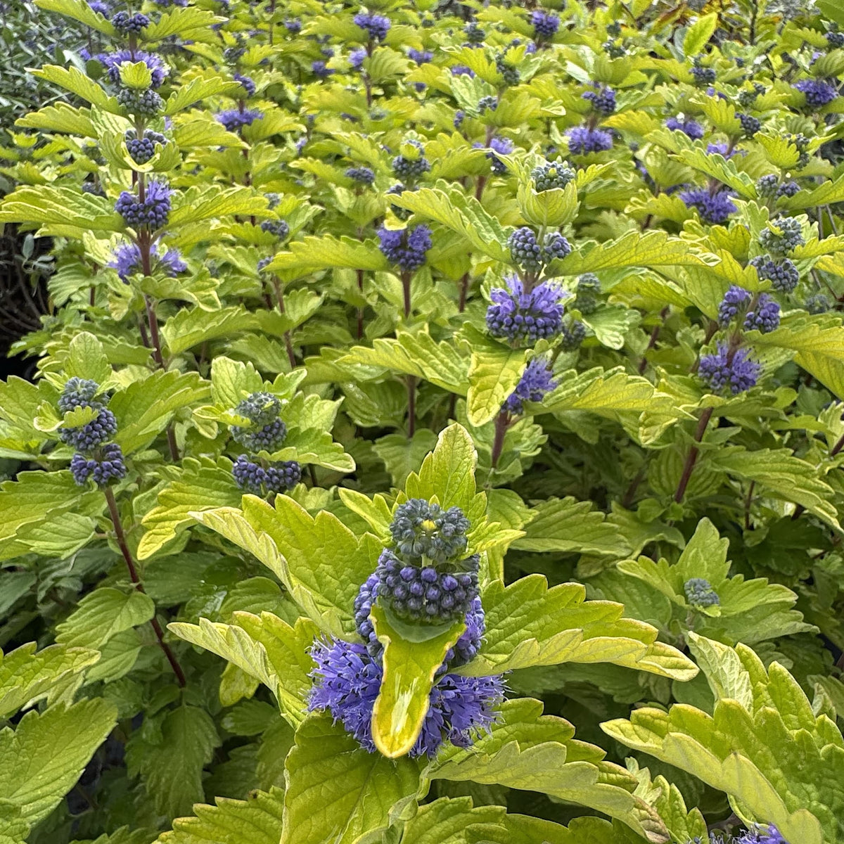 Caryopteris cland. 'Good As Gold'