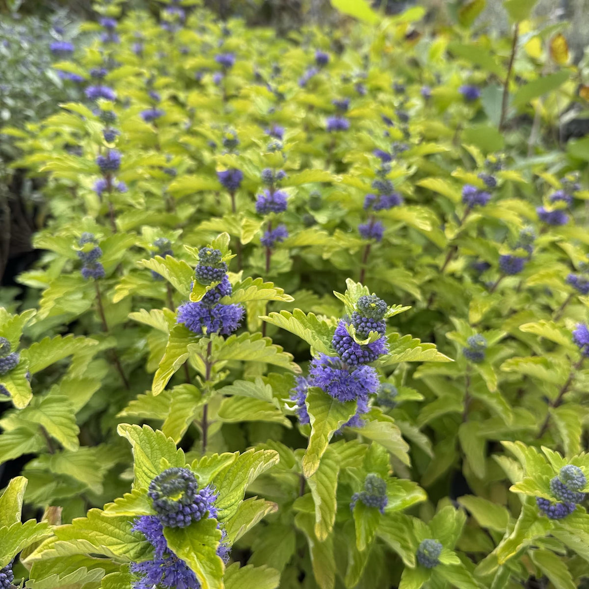 Caryopteris cland. 'Good As Gold'