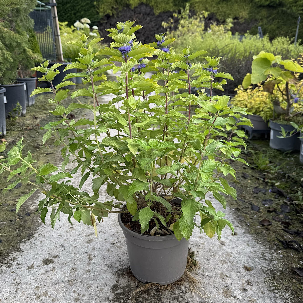 Caryopteris cland. 'Good As Gold'