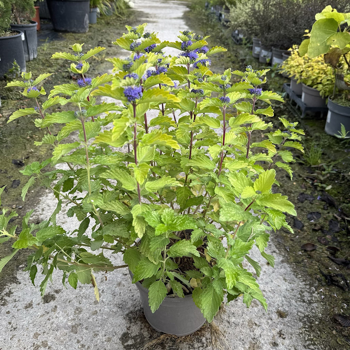 Caryopteris cland. 'Good As Gold'