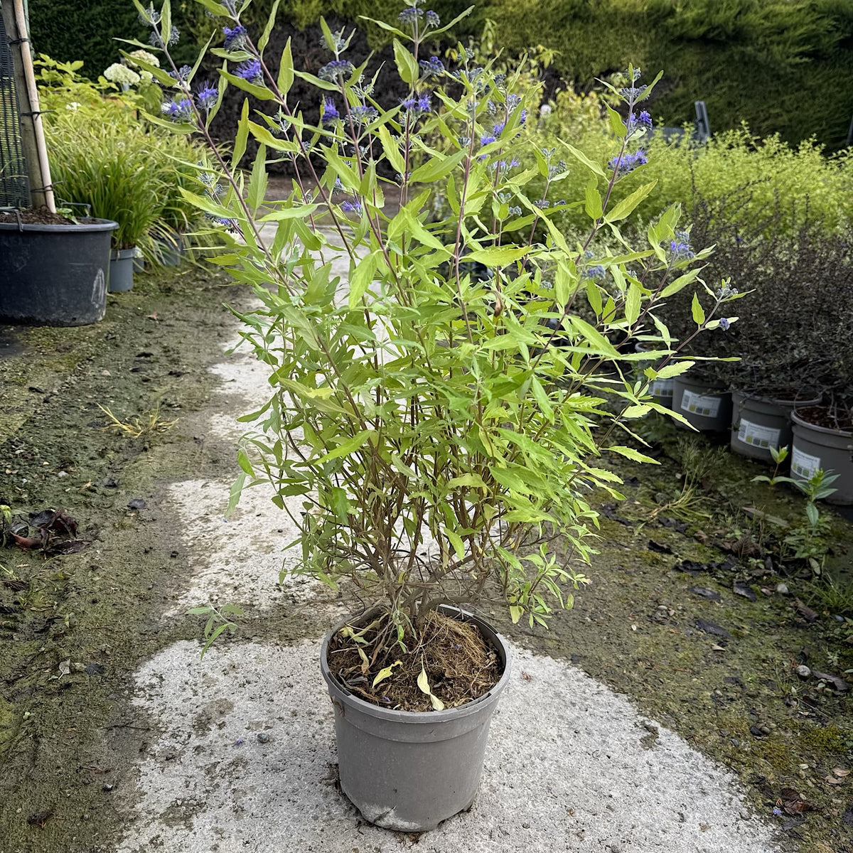 Caryopteris cland. 'Worcester Gold'