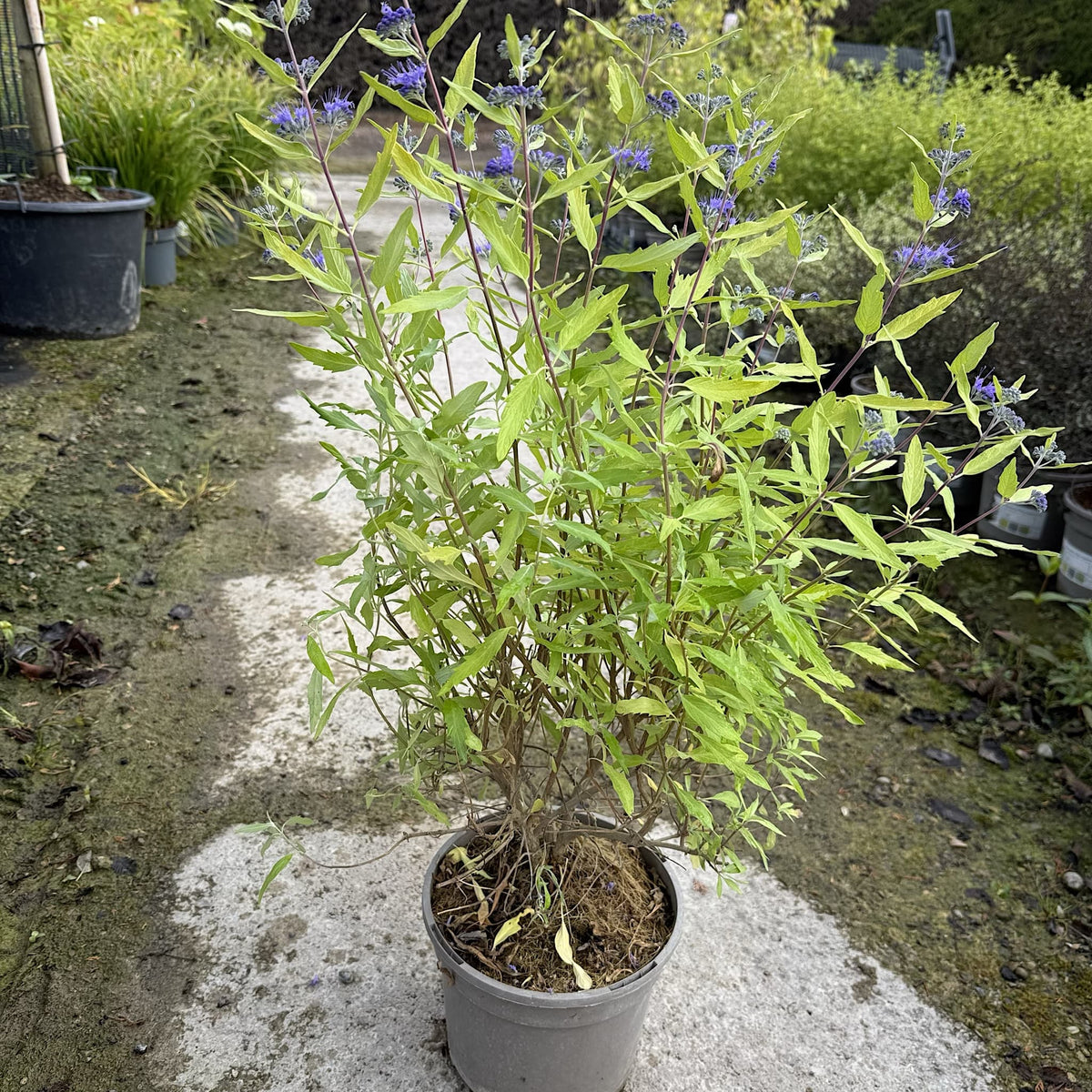 Caryopteris cland. 'Worcester Gold'