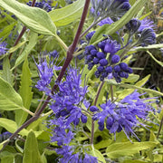 Caryopteris cland. 'Worcester Gold'